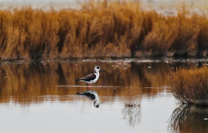 香港宝典六资料大全
